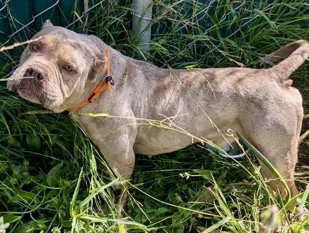 Steven, a Pit Bull Terrier, available for adoption