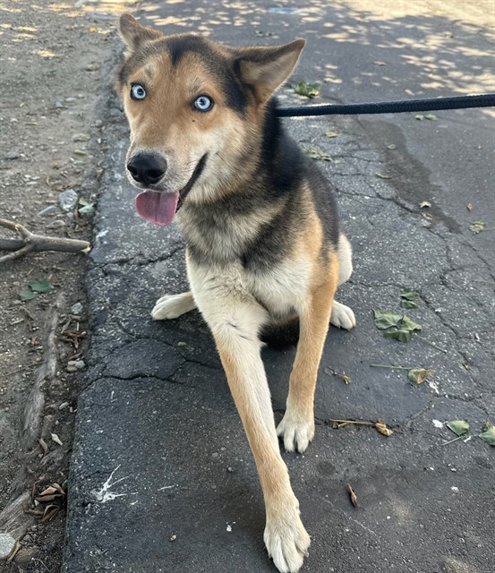 Other Photos of thie Dog