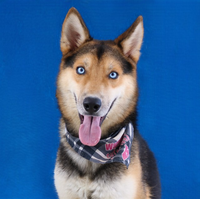 Panda, a German Shepherd, available for adoption