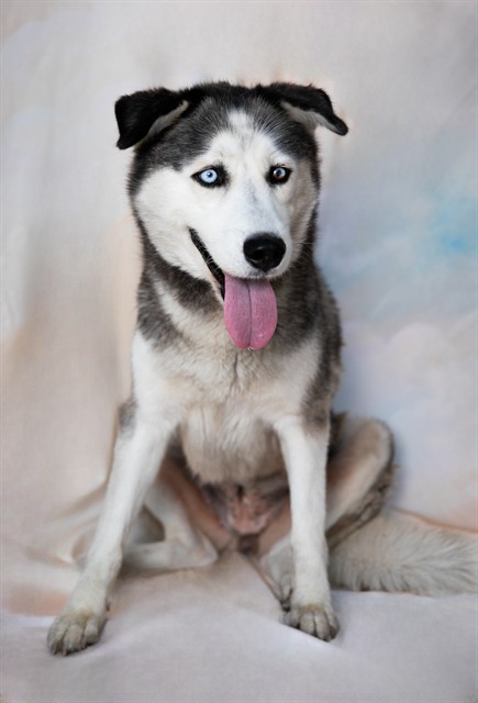 Adoptable pet photo