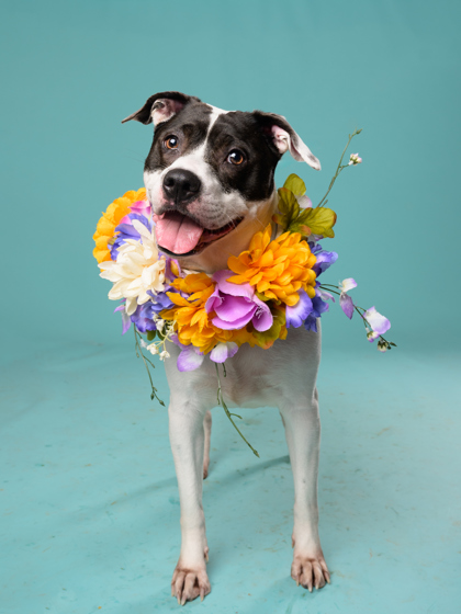 Diamond, a Terrier, available for adoption