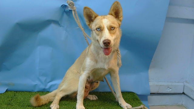 Marley, a Siberian Husky, available for adoption