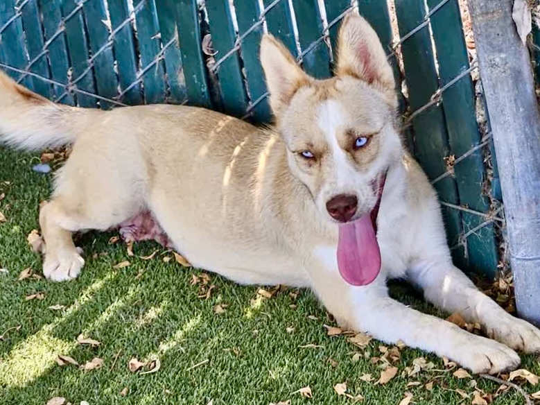 Adoptable pet photo
