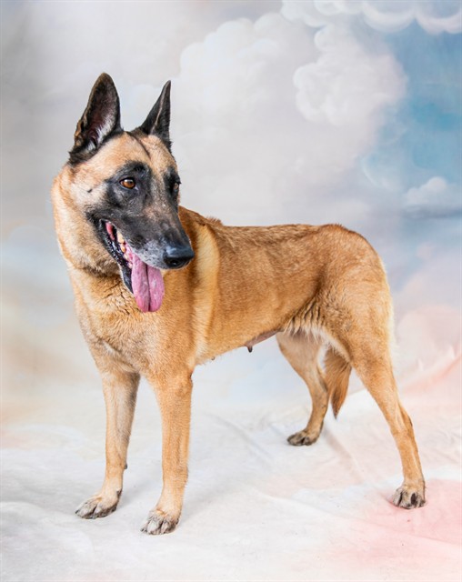 Shakira, a Belgian Shepherd Malinois, available for adoption