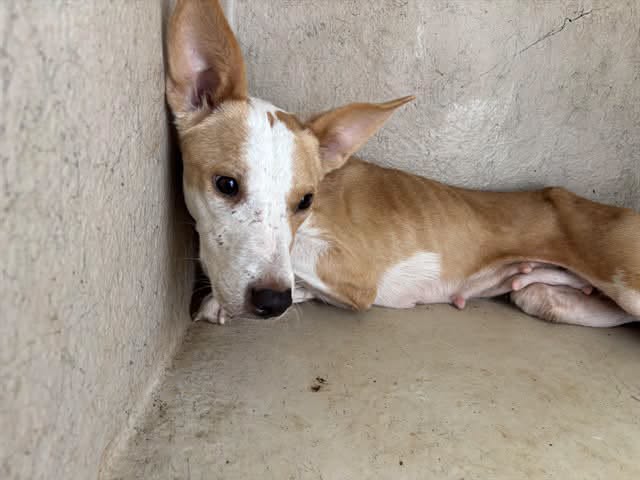 A477237, a Labrador Retriever, available for adoption