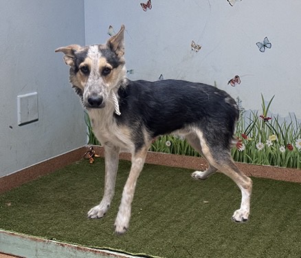 Scully, a Australian Cattle Dog/Blue Heeler, available for adoption