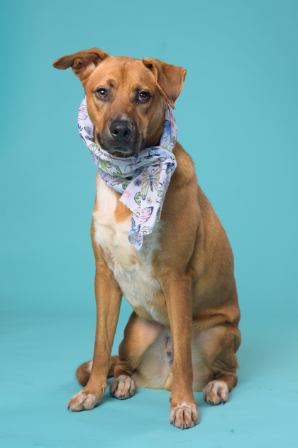 Carrot, a Terrier, available for adoption