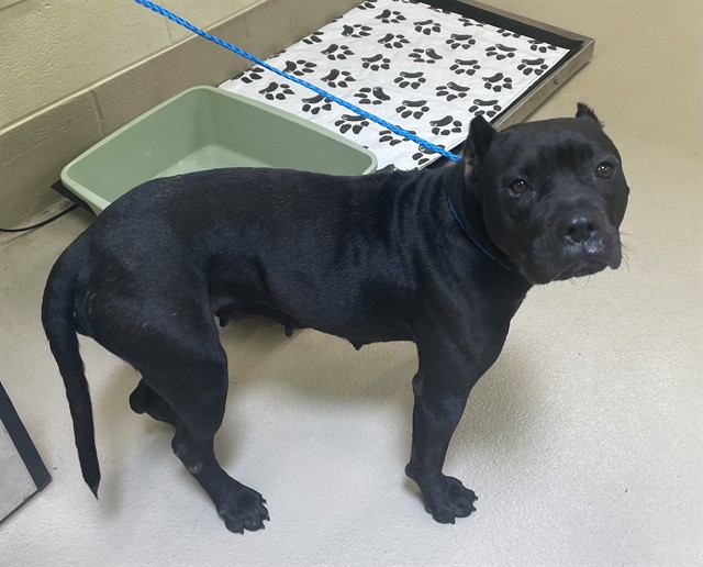 Cher, a Pit Bull Terrier, available for adoption