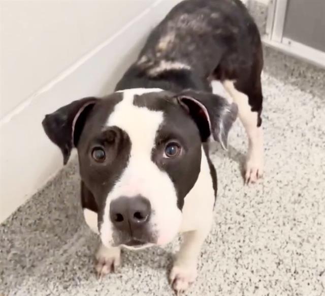 Diego, a Pit Bull Terrier, available for adoption