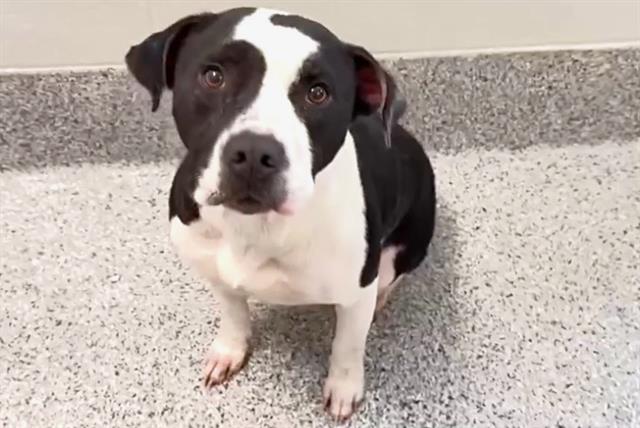 Adoptable pet photo