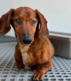 A596268, a Dachshund (mix breed), available for adoption