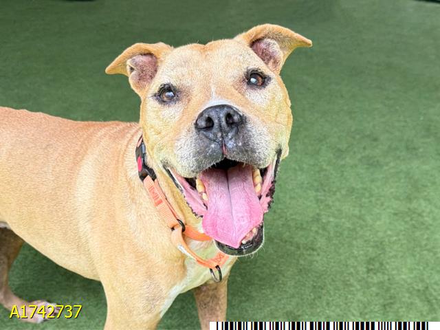 Maxi, a Pit Bull Terrier, available for adoption