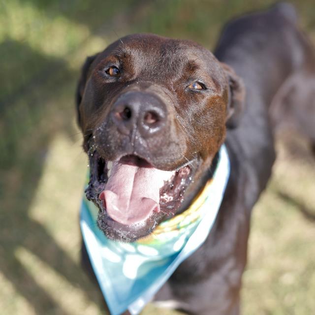 Gordon, a Retriever, available for adoption