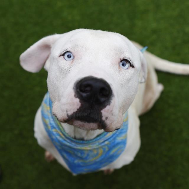 Caleb, a American Staffordshire Terrier (mix breed), available for adoption