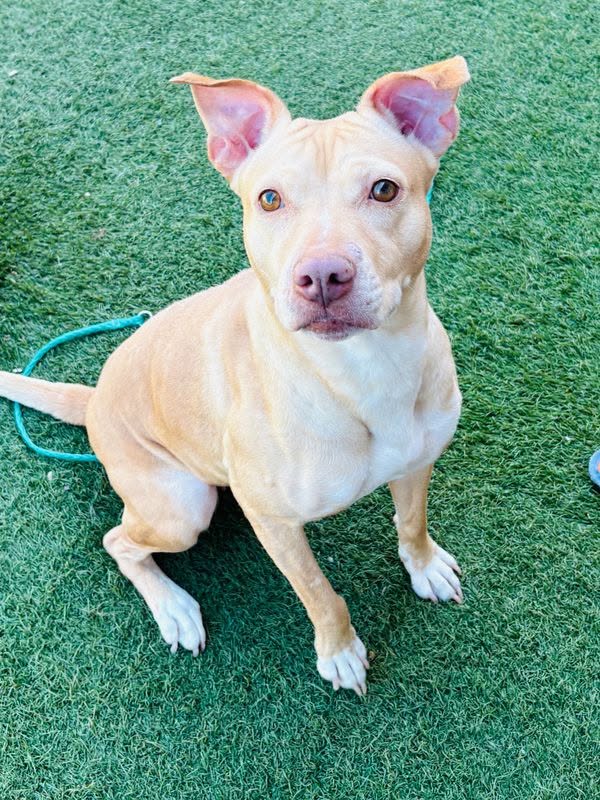 Cici, a American Staffordshire Terrier, available for adoption