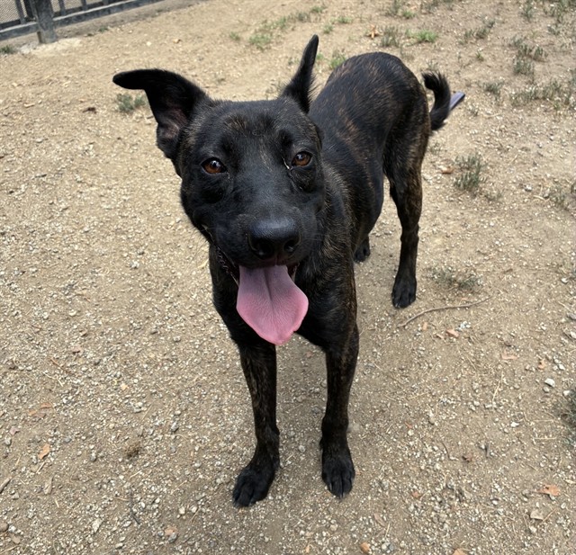 Adoptable pet photo