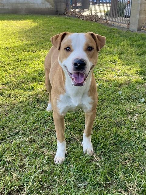 Adoptable pet photo