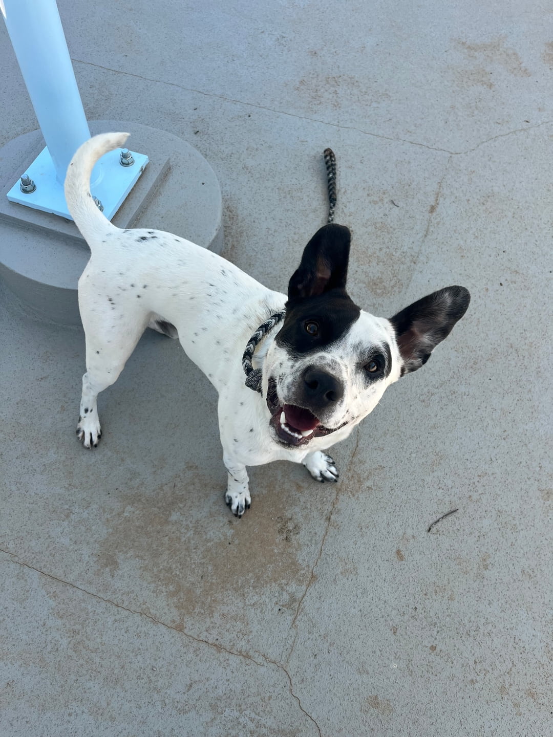 Other Photos of thie Dog