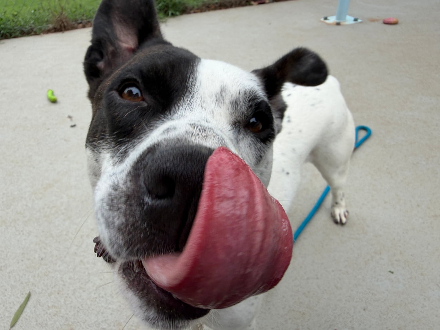 Other Photos of thie Dog