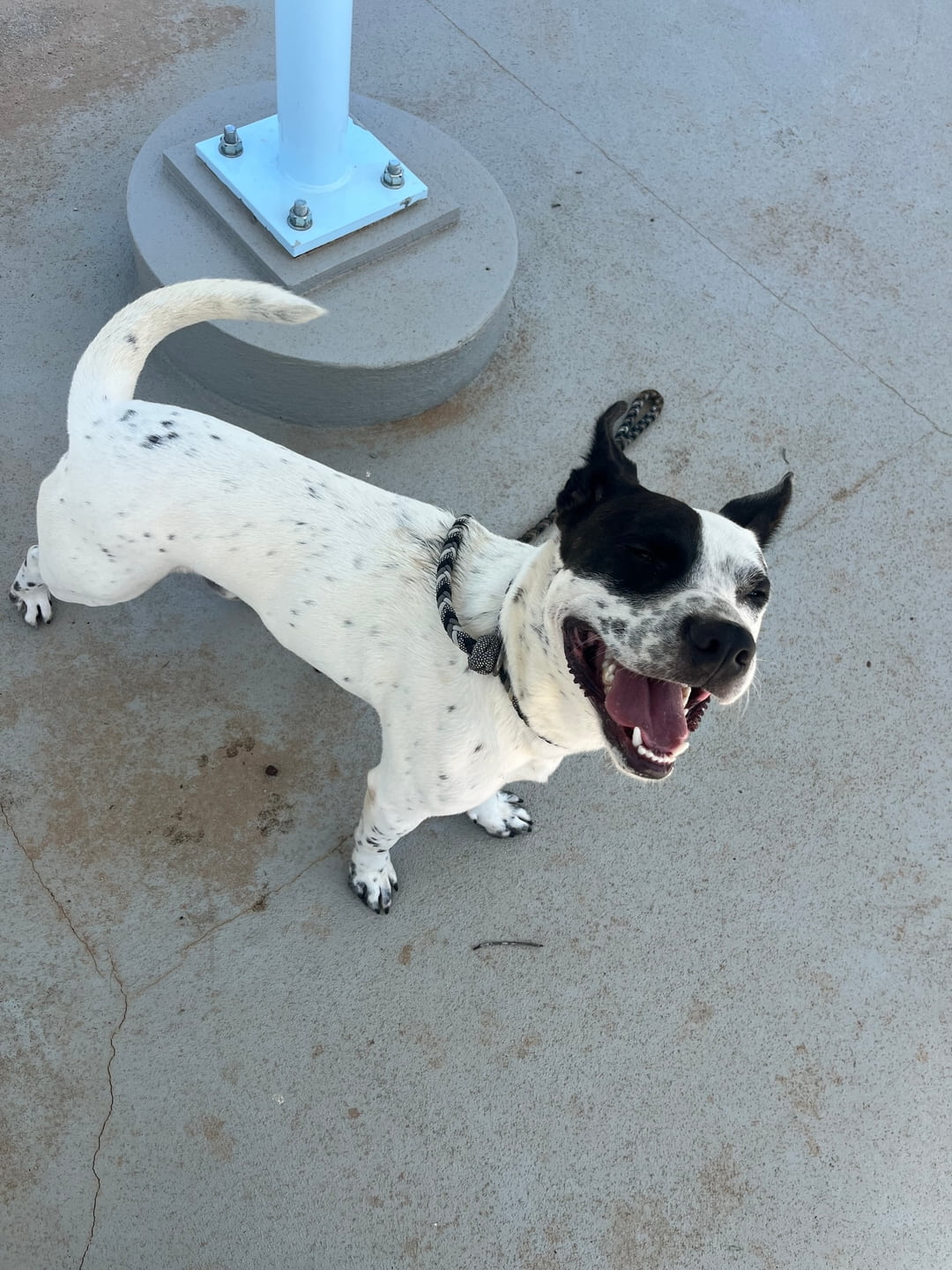 Other Photos of thie Dog