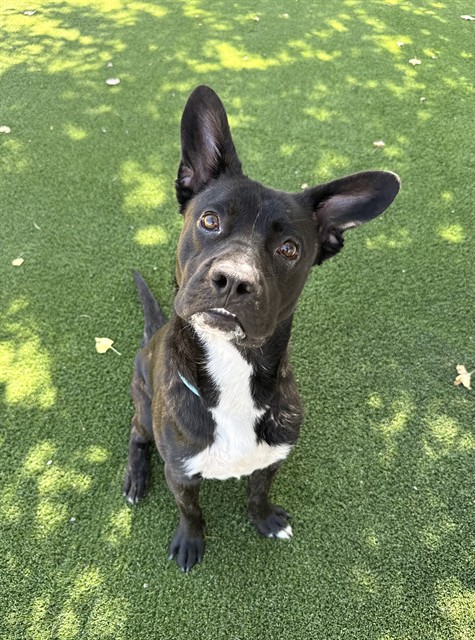 Adoptable pet photo