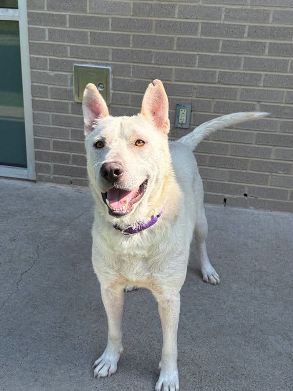 Adoptable pet photo