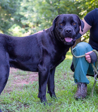 Dolby, a Mastiff (mix breed), available for adoption