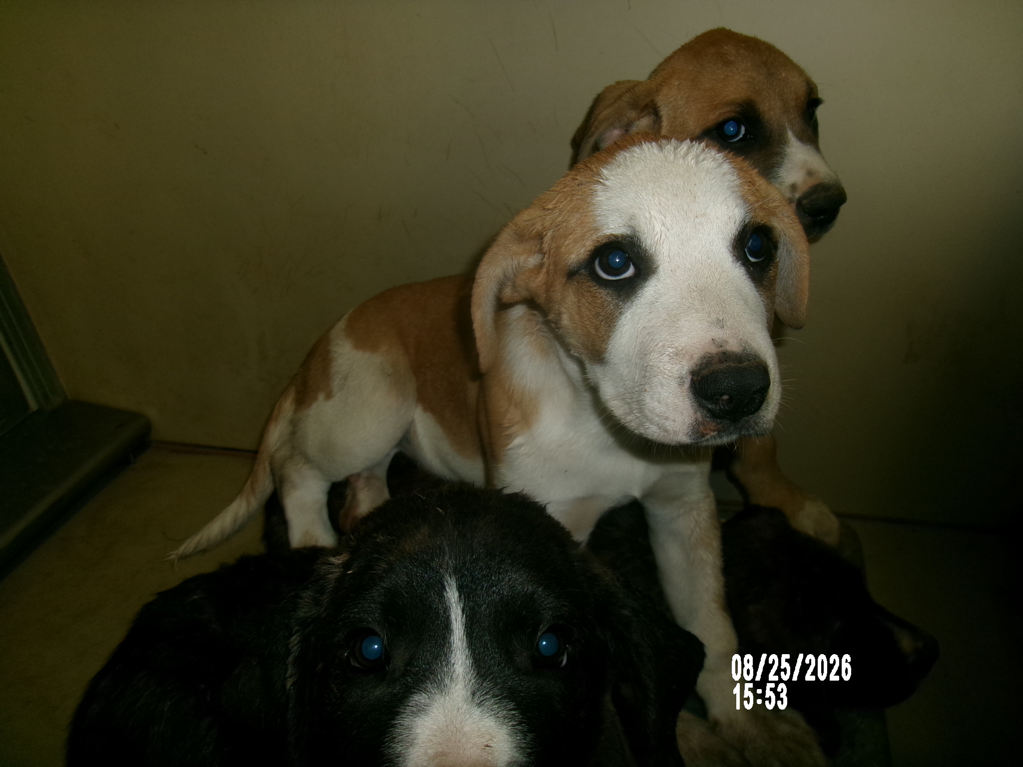 March, a Hound (mix breed), available for adoption