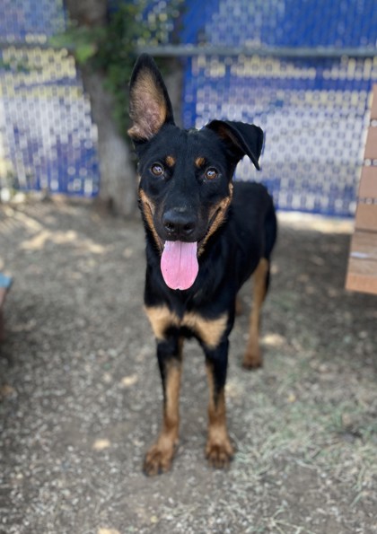 Fig Newton, a Shepherd, available for adoption