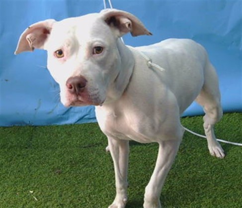 Sophia, a Bullmastiff, available for adoption