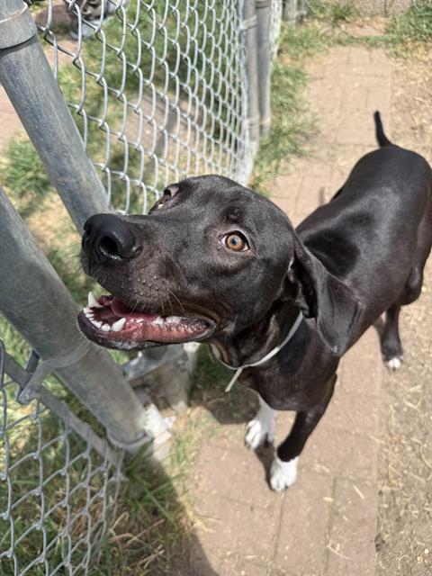 Issac, a Black Labrador Retriever (mix breed), available for adoption