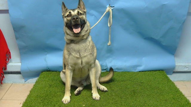 Axel, a German Shepherd, available for adoption