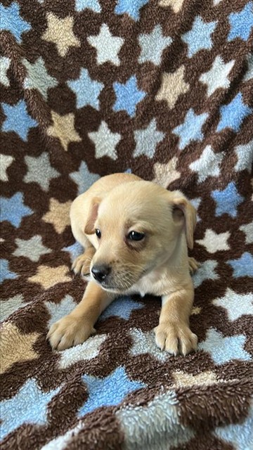 A5796633, a Chihuahua, available for adoption