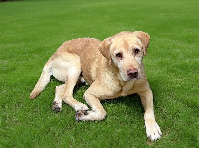 Mogo, a Labrador Retriever, available for adoption