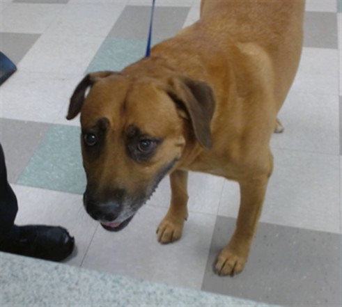 A480129, a Pit Bull Terrier (mix breed), available for adoption