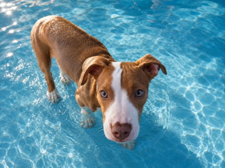 Mills, a Pit Bull Terrier (mix breed), available for adoption