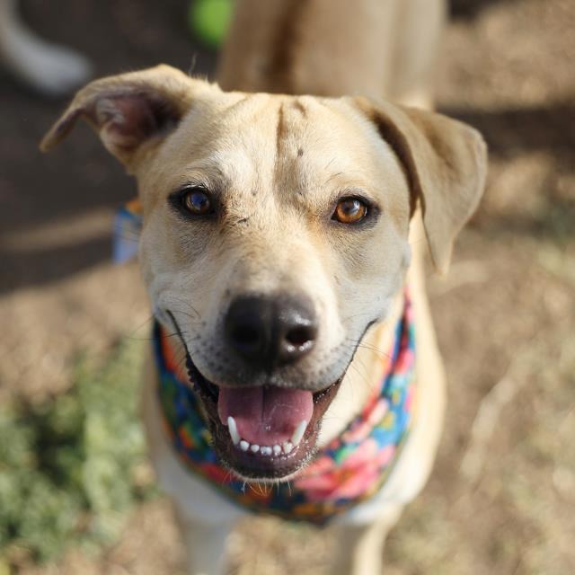 Chiquita, a Labrador Retriever (mix breed), available for adoption