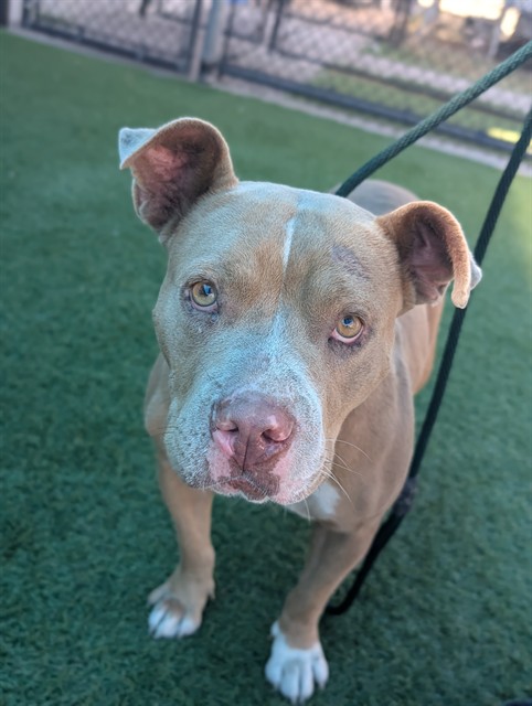Rosa, a Pit Bull Terrier (mix breed), available for adoption