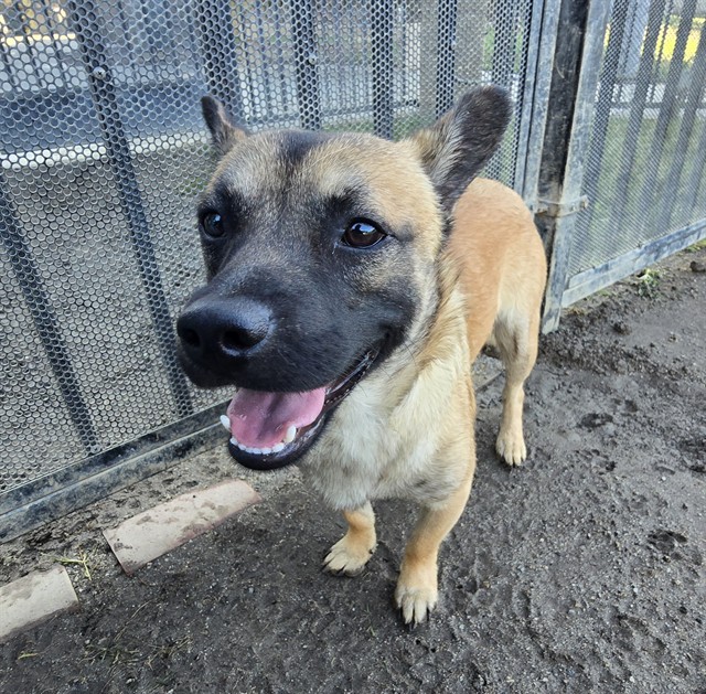 Kurk, a Shepherd, available for adoption