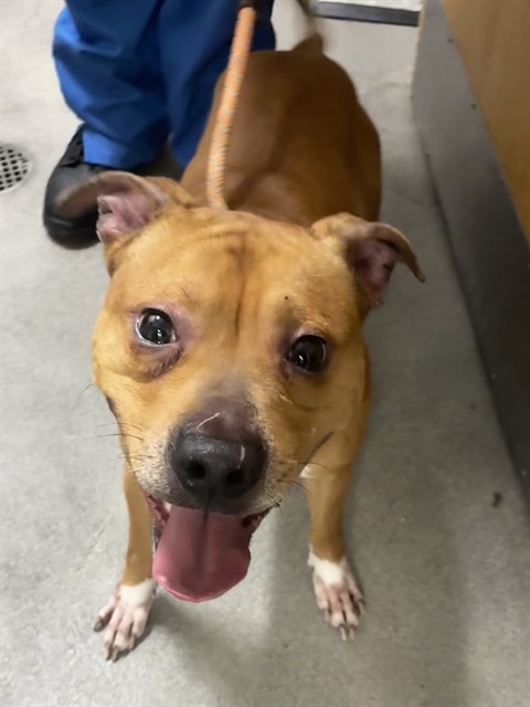 Kane, a Pit Bull Terrier (mix breed), available for adoption