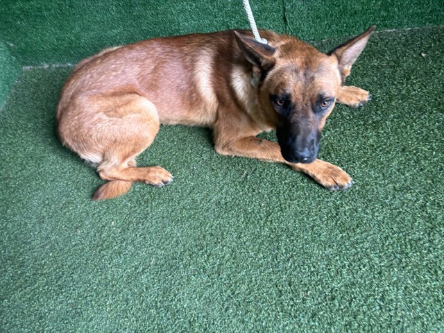 Red, a German Shepherd, available for adoption