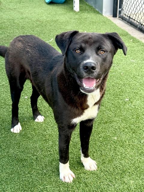 Peppe, a Labrador Retriever (mix breed), available for adoption