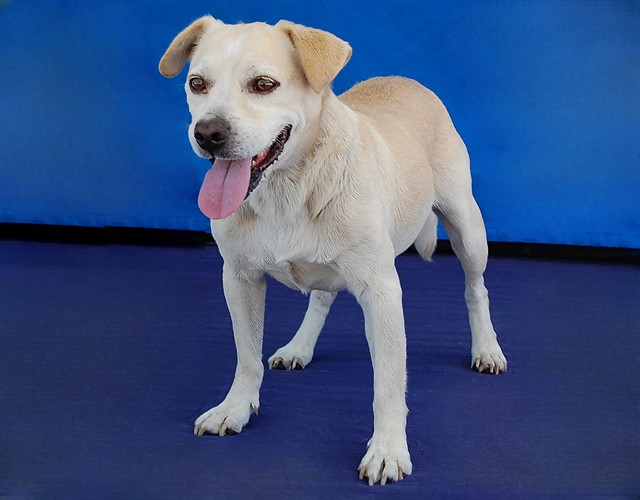 Payaso, a Chihuahua, available for adoption