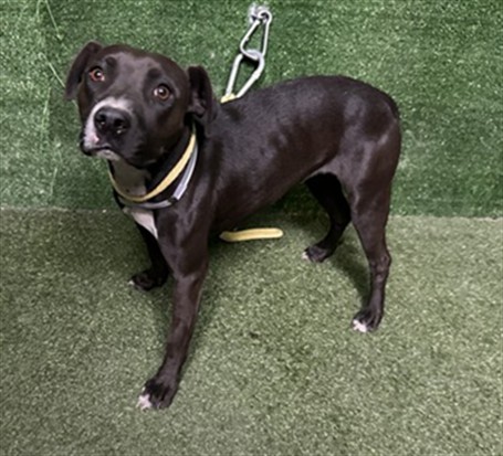Magnolia, a Pit Bull Terrier, available for adoption