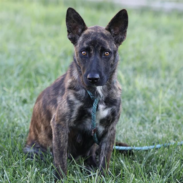 Marta, a Dutch Shepherd, available for adoption