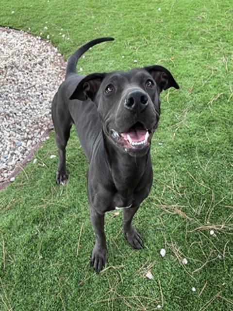 Gigi, a Pit Bull Terrier, available for adoption
