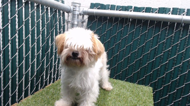 A5800455, a Shih Tzu, available for adoption