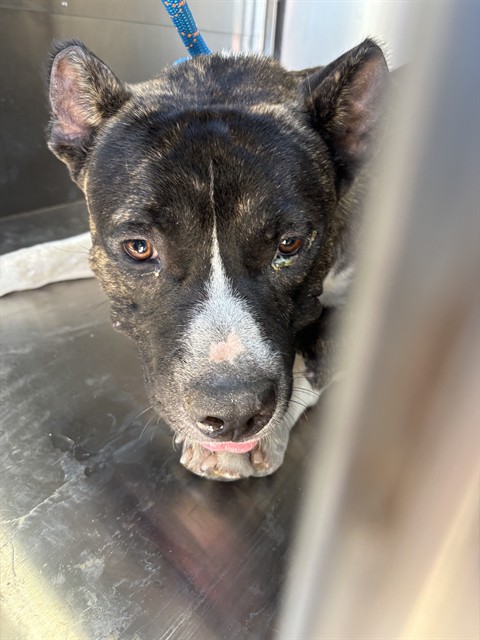 Denver, a Cane Corso Mastiff (mix breed), available for adoption
