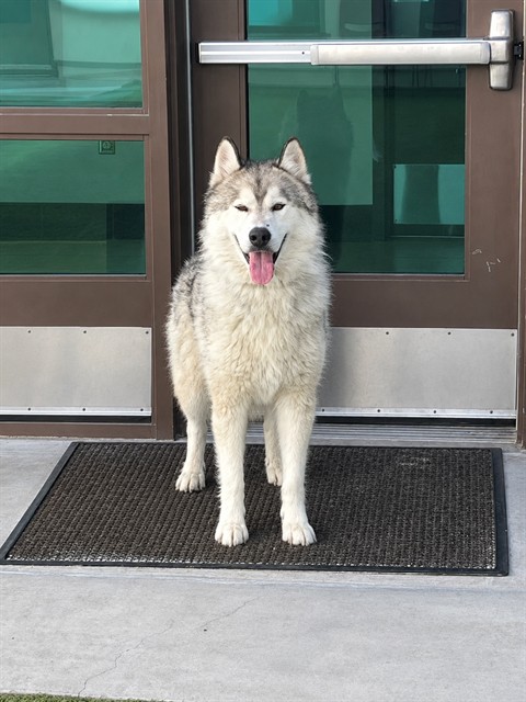 Benny, a Siberian Husky, available for adoption