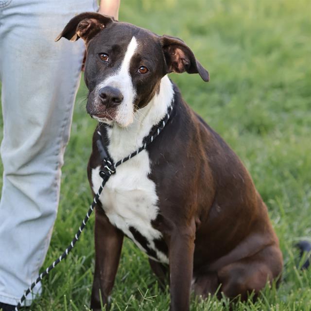 Campbell, a Pit Bull Terrier, available for adoption
